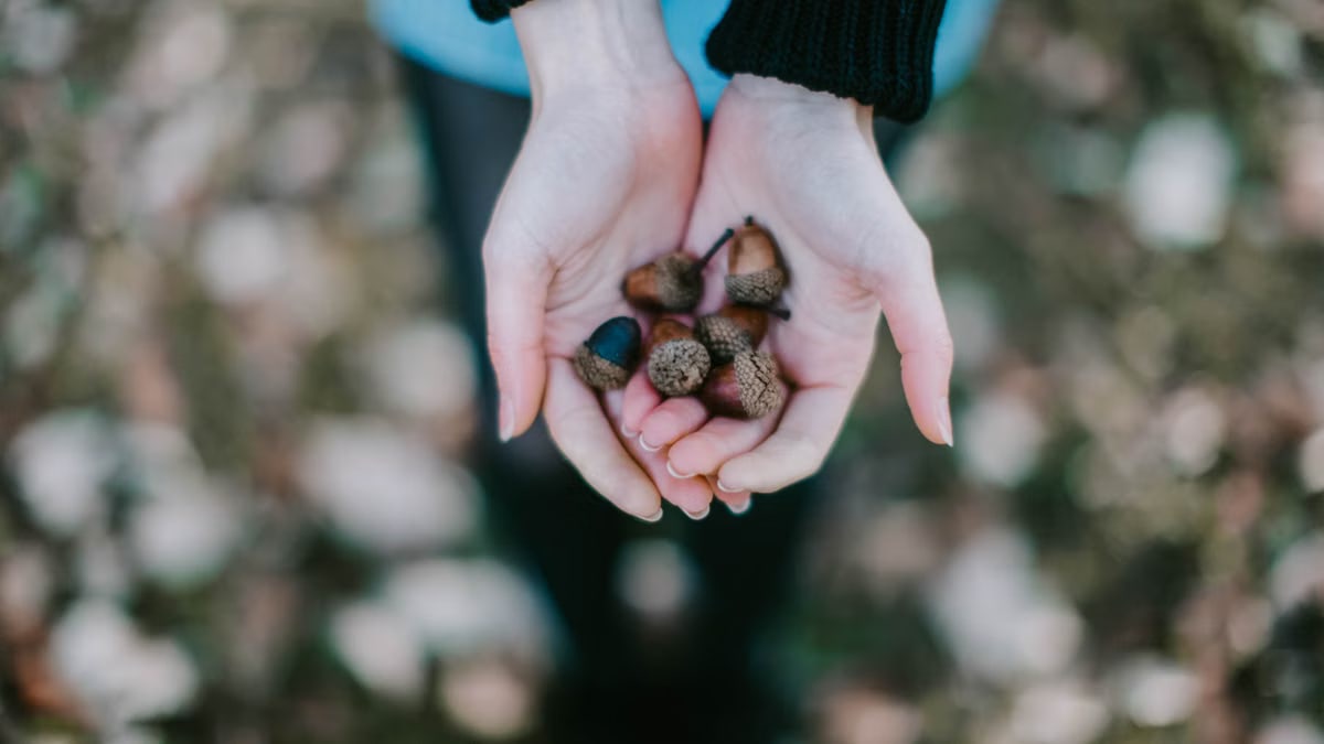 Close-up of hands gently holding acorns outdoors, symbolizing fall.